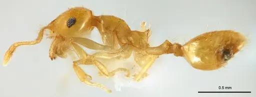 Recurvidris chanapaithooni specimen THNHM-I2015-000295 image thnhm-i2015-000295_4