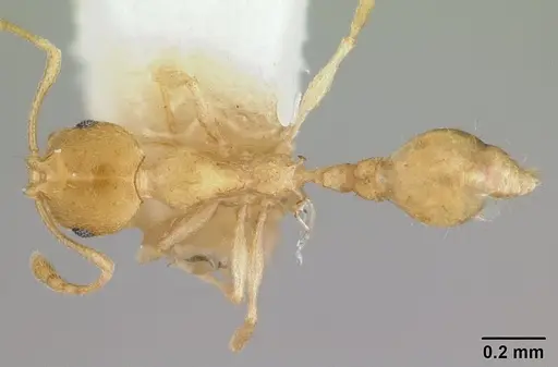 Recurvidris hebe specimen CASENT0178522 image casent0178522_1