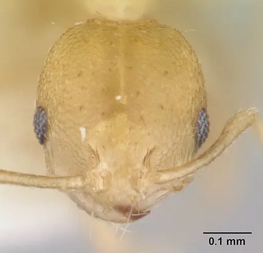 Recurvidris hebe specimen CASENT0178522 image casent0178522_2