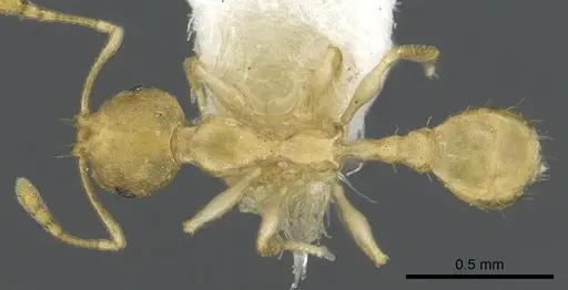 Recurvidris hebe specimen CASENT0902056 image casent0902056_1