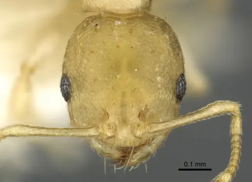 Recurvidris hebe specimen CASENT0902056 image casent0902056_2
