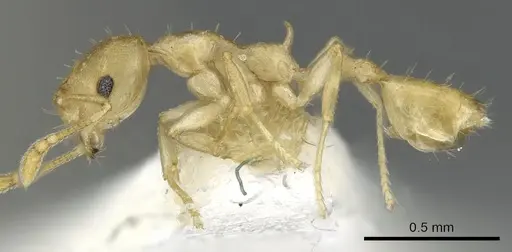 Recurvidris hebe specimen CASENT0902056 image casent0902056_3