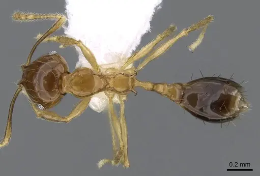 Recurvidris kemneri specimen CASENT0914657 image casent0914657_1