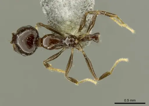Recurvidris nigrans specimen CASENT0919712 image casent0919712_1