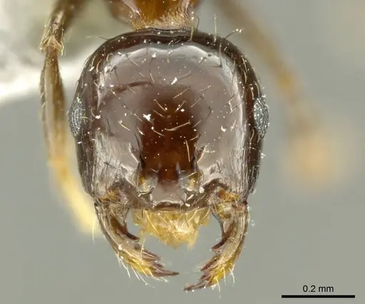 Recurvidris nigrans specimen CASENT0919712 image casent0919712_2