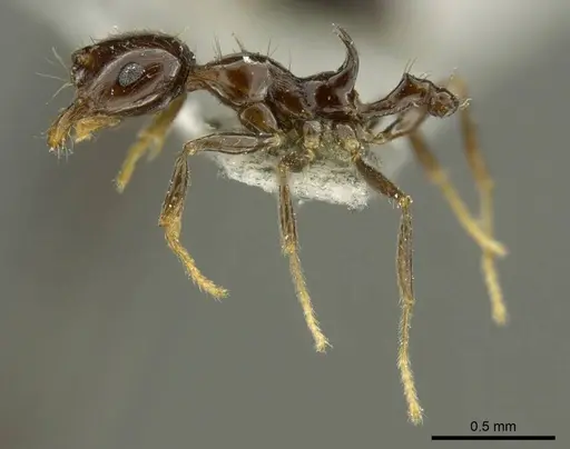 Recurvidris nigrans specimen CASENT0919712 image casent0919712_3