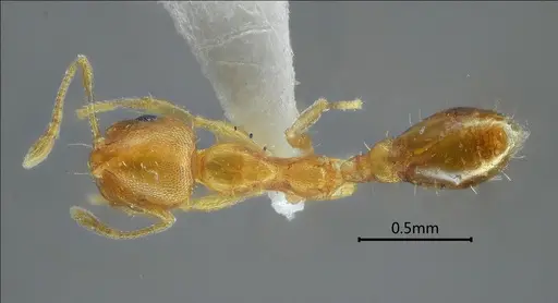 Recurvidris nuwa specimen ANTWEB1060573 image antweb1060573_1