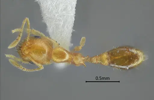 Recurvidris nuwa specimen ANTWEB1060573 image antweb1060573_2