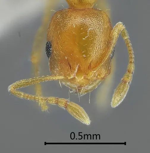 Recurvidris nuwa specimen ANTWEB1060573 image antweb1060573_3
