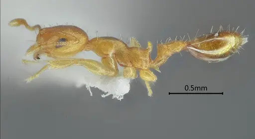 Recurvidris nuwa specimen ANTWEB1060573 image antweb1060573_4