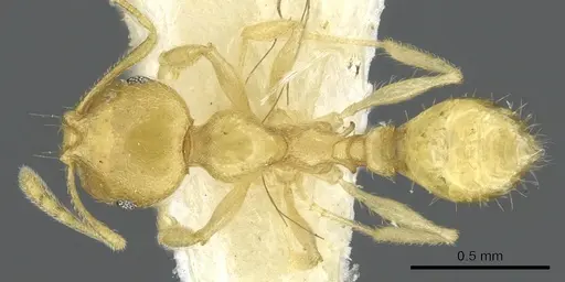 Recurvidris pickburni specimen CASENT0902055 image casent0902055_1