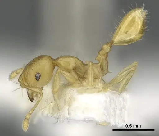Recurvidris pickburni specimen CASENT0902055 image casent0902055_3