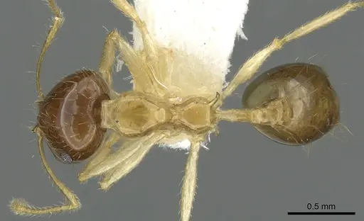 Recurvidris proles specimen CASENT0902053 image casent0902053_1