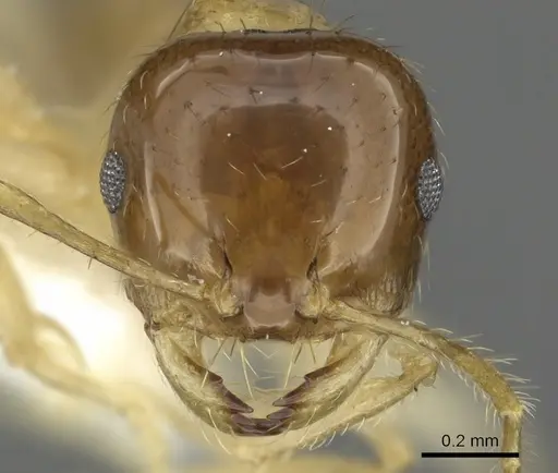 Recurvidris proles specimen CASENT0902053 image casent0902053_2