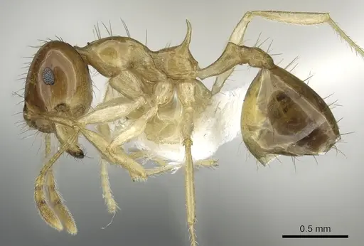 Recurvidris proles specimen CASENT0902053 image casent0902053_3