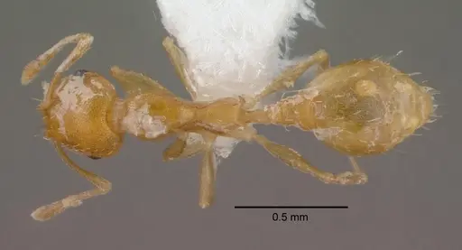 Recurvidris recurvispinosa specimen CASENT0010681 image casent0010681_1