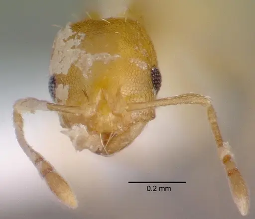 Recurvidris recurvispinosa specimen CASENT0010681 image casent0010681_2