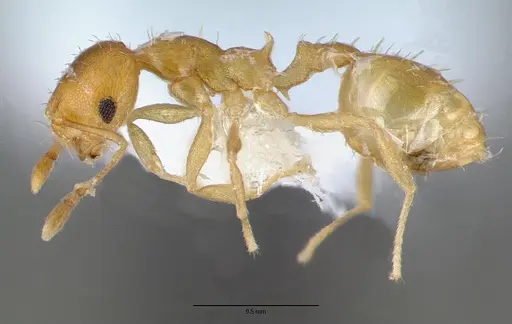 Recurvidris recurvispinosa specimen CASENT0010681 image casent0010681_3
