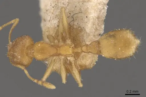 Recurvidris recurvispinosa specimen CASENT0908882 image casent0908882_1