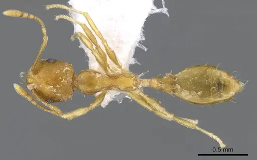 Recurvidris recurvispinosa specimen CASENT0914658 image casent0914658_1