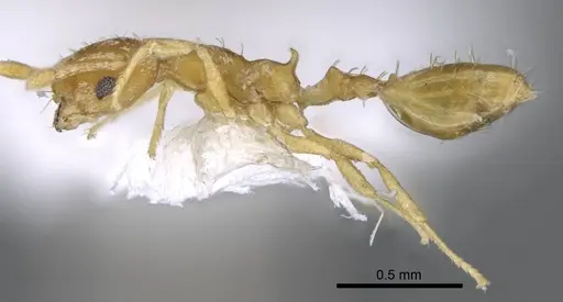 Recurvidris recurvispinosa specimen CASENT0914658 image casent0914658_3
