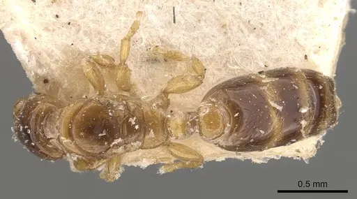 Rhopalomastix escherichi specimen CASENT0908321 image casent0908321_1