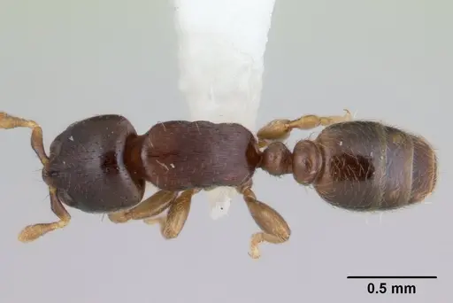 Rhopalomastix johorensis specimen CASENT0178842 image casent0178842_1