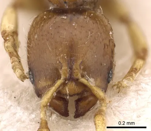 Rhopalomastix johorensis specimen CASENT0901744 image casent0901744_2