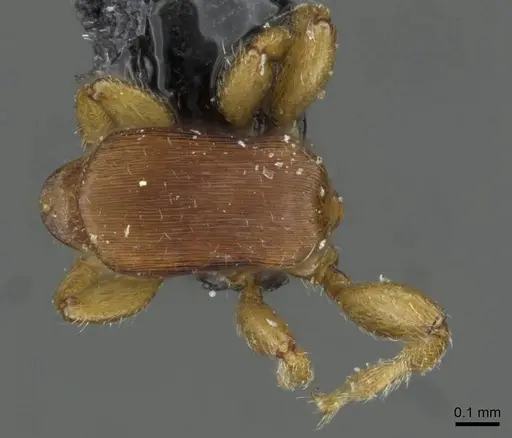 Rhopalomastix johorensis specimen CASENT0911229 image casent0911229_1