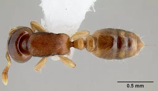 Rhopalomastix rothneyi specimen CASENT0106013 image casent0106013_1