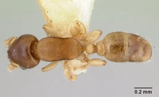 Rhopalomastix rothneyi specimen CASENT0178531 image casent0178531_1