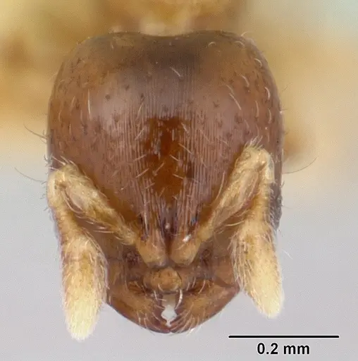 Rhopalomastix rothneyi specimen CASENT0178531 image casent0178531_2