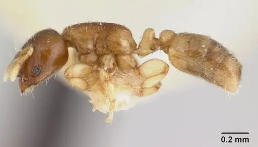 Rhopalomastix rothneyi specimen CASENT0178531 image casent0178531_3