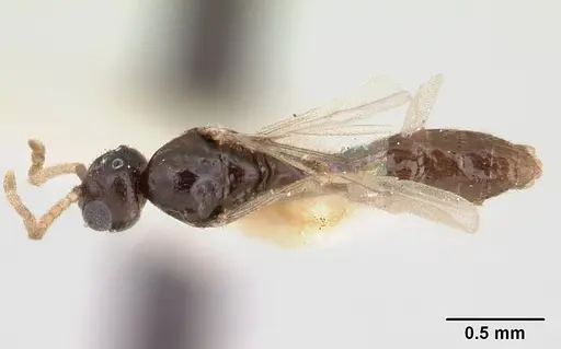 Rhopalomastix rothneyi specimen CASENT0178532 image casent0178532_1