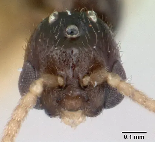 Rhopalomastix rothneyi specimen CASENT0178532 image casent0178532_2