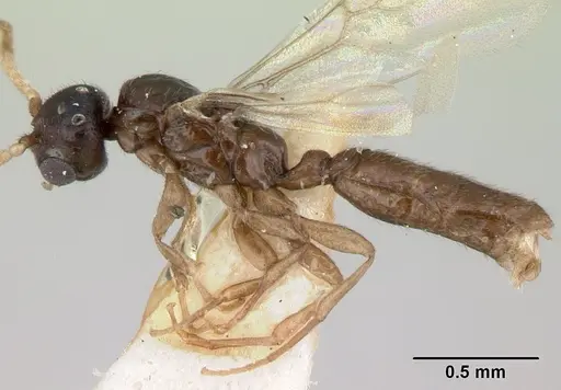 Rhopalomastix rothneyi specimen CASENT0178532 image casent0178532_3
