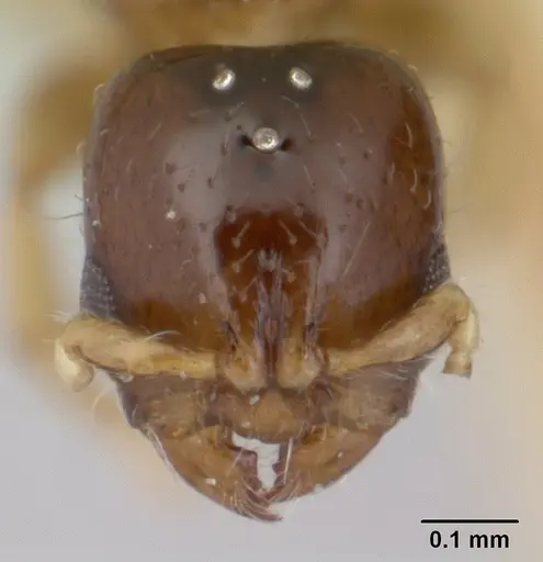 Rhopalomastix rothneyi specimen CASENT0178732 image casent0178732_2