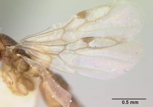 Rhopalomastix rothneyi specimen CASENT0178732 image casent0178732_4