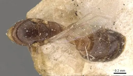 Rhopalomastix rothneyi specimen CASENT0908322 image casent0908322_1
