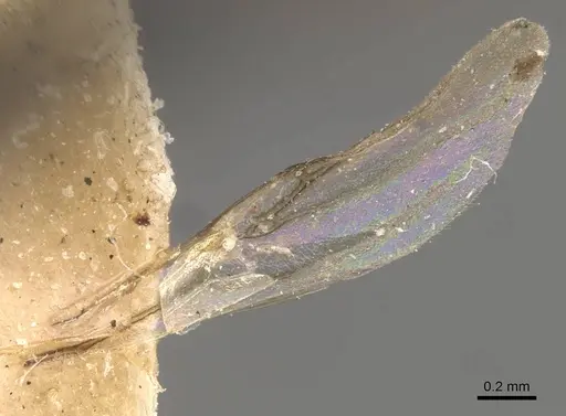 Rhopalomastix rothneyi specimen CASENT0908322 image casent0908322_3