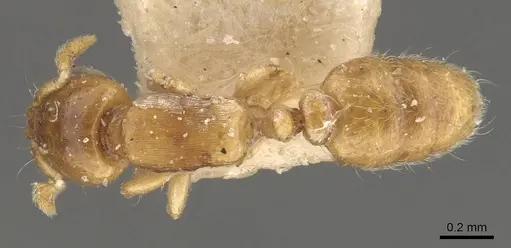 Rhopalomastix rothneyi specimen CASENT0908323 image casent0908323_1