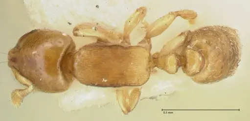 Rhopalomastix rothneyi specimen FOCOL2102 image focol2102_1
