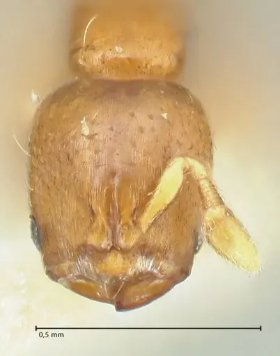 Rhopalomastix rothneyi specimen FOCOL2102 image focol2102_2