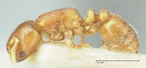 Rhopalomastix rothneyi specimen FOCOL2102 image focol2102_3