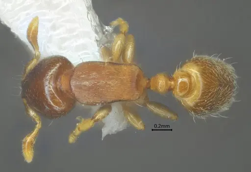 Rhopalomastix umbracapita specimen ANTWEB1060574 image antweb1060574_1
