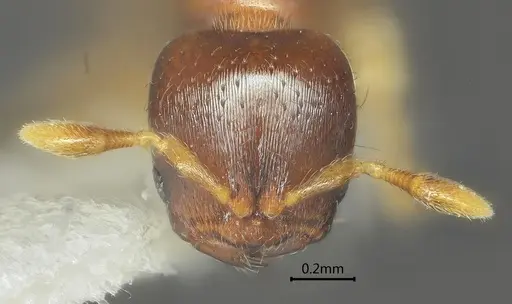 Rhopalomastix umbracapita specimen ANTWEB1060574 image antweb1060574_2