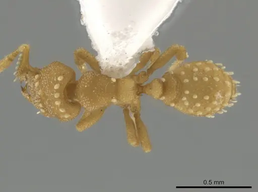 Rhopalothrix amati specimen IAVH55005 image iavh55005_1