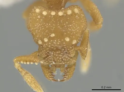 Rhopalothrix amati specimen IAVH55005 image iavh55005_2