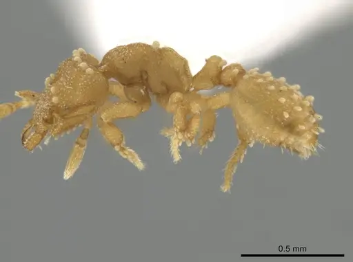 Rhopalothrix amati specimen IAVH55005 image iavh55005_3