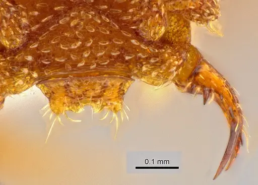 Rhopalothrix andersoni specimen CASENT0629580 image casent0629580_1
